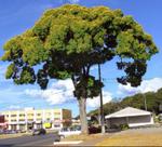 Muda de Sibipiruna