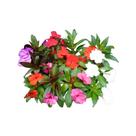 Muda de Sunpatiens 20 a 40cm AMK - Plantas Online