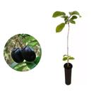 Muda de Taruma 20 a 40cm AMK - Plantas Online Muda de Taruma 20 a 40cm AMK - Plantas Online