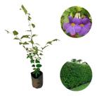 Muda De Thumbergia Azul Em Floração -