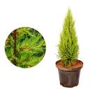 Muda de Tuia Limão 20 a 40cm AMK - Plantas Online