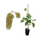 Muda de Uva Itália 50 a 80cm AMK - Plantas Online Muda de Uva Itália 50 a 80cm AMK - Plantas Online