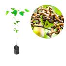 Muda de Uva Japonesa ou Tripa galinha Muda de Uva Japonesa ou Tripa galinha