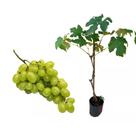 Muda de Uva Thompson 50 a 80cm AMK - Plantas Online Muda de Uva Thompson 50 a 80cm AMK - Plantas Online