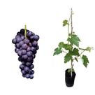 Muda de Uva Venus 50 a 80cm AMK - Plantas Online Muda de Uva Venus 50 a 80cm AMK - Plantas Online