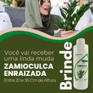 Muda de Zamioculca Formada Enraizada em Vaso