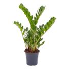Muda De Zamioculca Grande 60cm Planta Interna Natural Viva