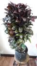 Muda Dracena Baby 80 cm
