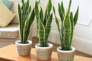 Muda Espada de São Jorge Variegata (Sansevieria Trifasciata)