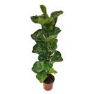 Muda Ficus Lyrata Bambino Planta Natural