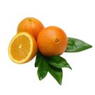 Muda Frutífera de Laranja Bahia (Umbigo) Enxertada