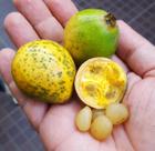 Muda Laranja De Macaco - Rara - Envio Rapido