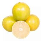 Muda Laranja Lima Da Persia (Citrus Limettioides)