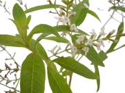 Muda Limonete - Planta Medicinal