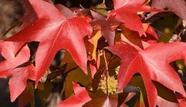 Muda Liquidambar ou Styraciflua
