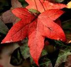 Muda Liquidambar ou Styraciflua
