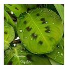 Muda Maranta Leuconeura Barriga De Sapo Planta Natural