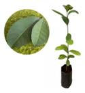 Muda Medicinal Erva Mate P/ Chimarrão - Ilex Paraguariensis