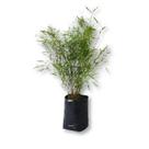 Muda Mini Bambú - Fargesia adpressa para Bonsai Ou Vaso