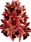Muda Orquídea Cymbidium Pendente Dorothy Stockstill