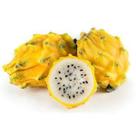Muda Pitaya Amarela Clonada - Muito Doce - Estaca sem Raiz