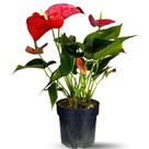 Muda Planta Antúrio Pote 17 Decoração Para Área Interna