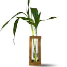 Muda Planta Bambu da Sorte com Vaso e Suporte Para Decoração Muda Planta Bambu da Sorte com Vaso e Suporte Para Decoração