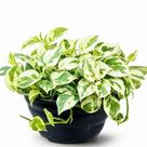 Muda Planta Jiboia Branca Njoy Cuia 21 Decoração Interna Muda Planta Jiboia Branca Njoy Cuia 21 Decoração Interna