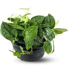 Muda Planta Jiboia Prateada Cuia 21 Para Decoração Interna