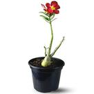 Muda Planta Rosa do Deserto Cor Sortida Decoração Externa Muda Planta Rosa do Deserto Cor Sortida Decoração Externa