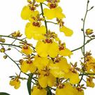 Muda Pré Adulta Orquídea Oncidium Aloha Planta Natural