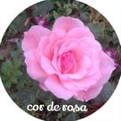 Muda Rosa Pink Enxertada Preste a dar flor