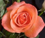 Muda Rosa Salmão Enxertada