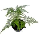 Muda Samanbaia Renda Portuguesa Pote 10 Planta Natural