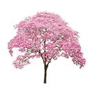 Muda Ypê Rosa