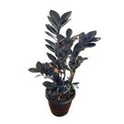 Muda Zamioculca Black Zamifolia Zaza Zamia