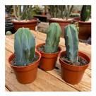 Mudas Cacto Azul Mirtilocactus Para Enxerto Pt 06 Kit Com 3