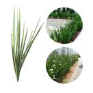 mudinhas de moreias flor branca 40 cm - 30 unidades