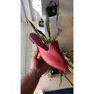 Mule Beira Rio Rose Ref: 4134.443