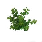 Murta mini folhagem (22cm)- verde
