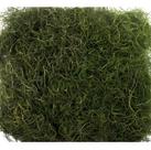 Musgo Barba De Velho