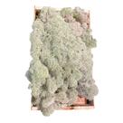 Musgo Branco Vivo Top Para Arranjo Decoração Cerimônias Musgo Branco Vivo Top Para Arranjo Decoração Cerimônias