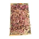 Musgo Fofão Vivo Rosa Para Decoração De Terrários Arranjos