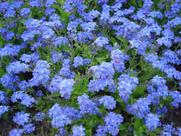 Myosotis Indigo Azul - 200mg de Sementes