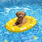 Natação inflável macia para animais de estimação Dog Float Raft para o verão