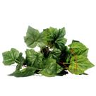 Nomoypet Nff-11 Planta Plastico. P/ Terrario Ficus