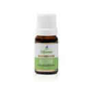 Óleo Essencial de Alecrim 100% Puro 10ml Rosmarinus