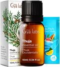 Óleo Essencial Gya Labs Thuja 10 ml para Aromaterapia Pura Óleo Essencial Gya Labs Thuja 10 ml para Aromaterapia Pura