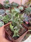 ORBEA SCHWEINFURTHII pote 10 ORBEA SCHWEINFURTHII pote 10