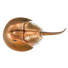 Organismo marinho modelo animal de caranguejo-ferradura de a